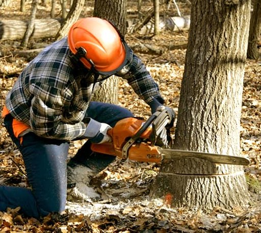 Tree Removal in Dyess Afb, TX